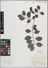 Foto von Salix myrsinifolia Salisb.